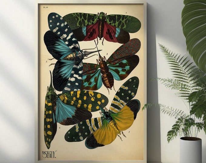 Premium Quality Poster: Wall Art Vintage Hawk Moths Print 20th Century Insect Poster Larousse Illustrations