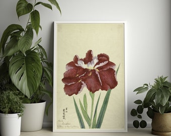 Vintage japanisches botanisches Poster - 1910 Iris Blumen Illustration für romantische Wandkunst Wissenschaft Garten Dekor tx