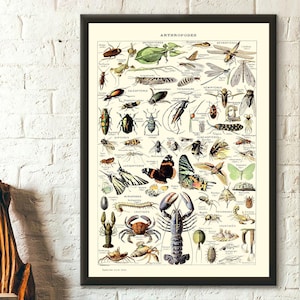 Arthropod Invertebrate with Exoskeleton Vintage Science Print 1909 Adolphe Millot Poster Insect Poster Larousse Illustrations