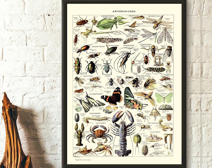 Arthropod Invertebrate with Exoskeleton Vintage Science Print 1909 Adolphe Millot Poster Insect Poster Larousse Illustrations