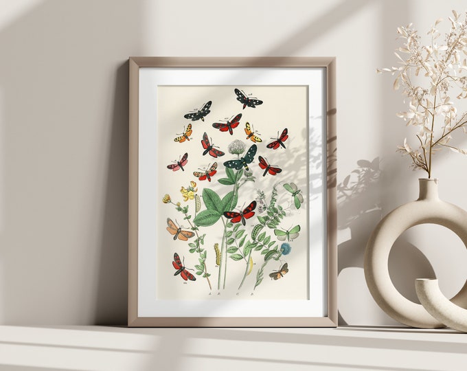 Wall Art Vintage Butterfly Botanical Print -  Vintage Poster Botanical Illustration Butterfly Poster Gift Idea