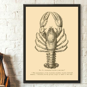 Poster in Premium Qualität: Vintage Mollusc Science Print Australischer Krebs 1895 Mollusk Poster Larousse Illustrationen Vintage Mollusk Prints