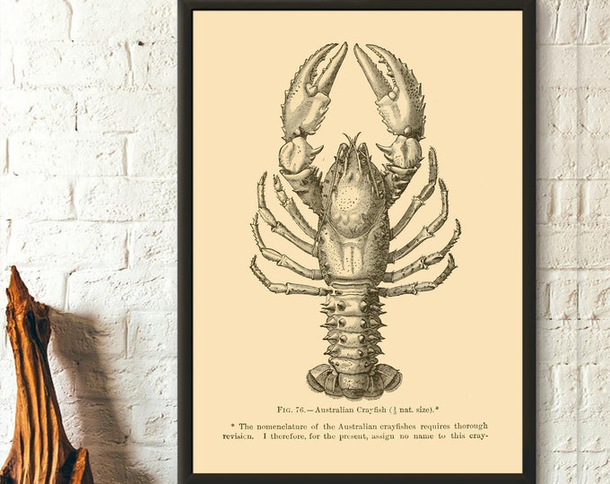 Premium Quality Poster: Vintage Mollusc Science Print Australian Crayfish 1895 Mollusk Poster Larousse Illustrations Vintage Mollusk Prints