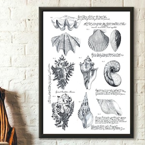 Impresión de conchas marinas - Impresión náutica, vida marina, estilo costero, arte marino, póster oceánico, regalo de inauguración de la casa - Reproducción de arte con impresiones para sala de estar