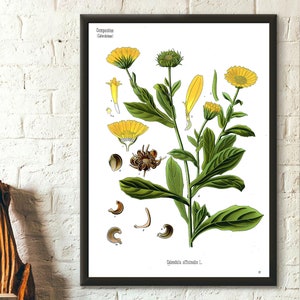 Vintage botanisches Plakat Asteraceae Blumen Illustration Daisy Garten Dekor