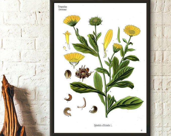 Vintage Botanical Poster  Asteraceae Floral Illustration  Daisy Garden Decor