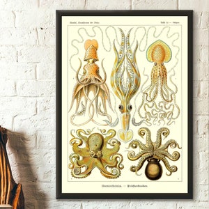Impresión vintage de pulpo de 1904, impresiones de Haeckel, arte oceánico, impresión náutica, póster marino, póster de pulpo, arte mural náutico, cumpleaños