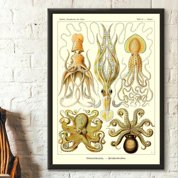 Vintage Octopus Print 1904 - Haeckel Prints Ocean Art Nautical Print Sea Life Marine Poster Octopus Poster Nautical Wall Art Birthday Gift