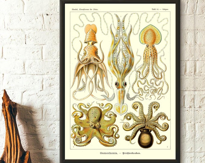 Vintage Octopus Print 1904 Haeckel Prints Ocean Art Nautical Print Sea Life Marine Poster Octopus Poster Nautical Wall Art Birthday
