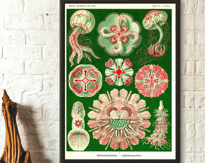 Jellyfish Vintage Print 1904 Vintage Nautical Wall Art Haeckel Print Sea Life Nautical Poster Haeckel Poster Jellyfish Poster