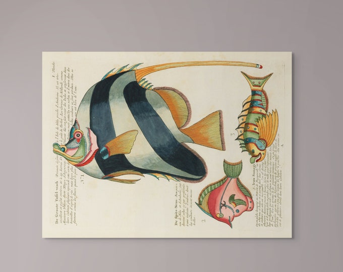 Wall Art Vintage Fish Print by Louis Renard Botanical Wall Art Fish Poster Botanical Wall Decor Marina Art Marine Print