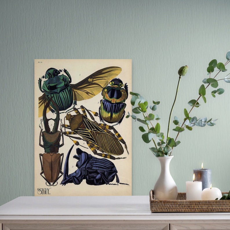Un ensemble de deux affiches vintage d'insectes coléoptères, milieu des années 1920 Illustration botanique vintage affiche d'insectes, idée cadeau, impressions d'insectes vintage image 3