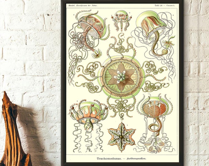 Marine Animal Jellyfish Print 1904 - Haeckel Print Sea Jellies Ocean Art Nautical Print Marine Art Haeckel Wall Art Home Decor Gift Idea