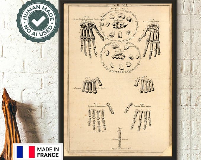 Vintage Anatomical Print Hands  Fingers by John Fotherby 172930 Medical Wall Art Unique Medical Gift Idea