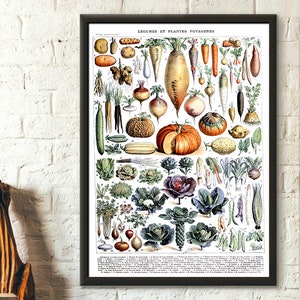 Poster di qualità premium: stampa vegetale vintage 1909 Adolphe Millot Poster stampa botanica Poster vegetale Arte murale scientifica