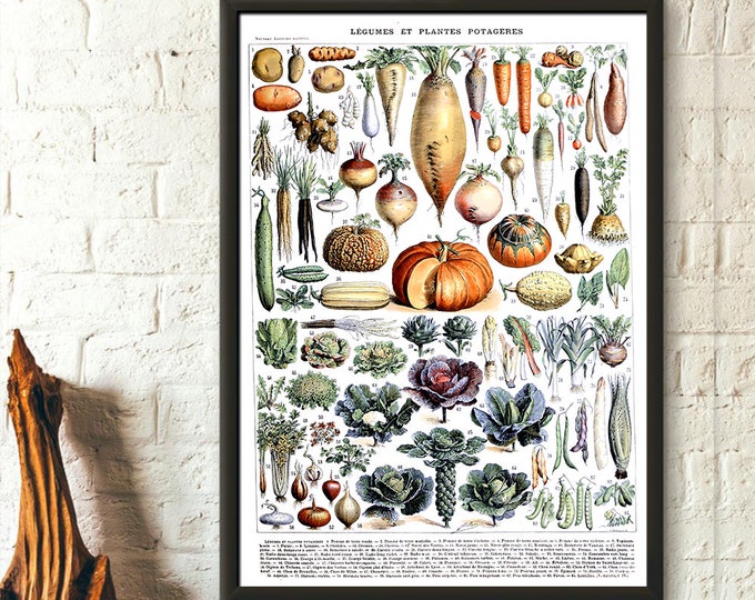 Premium Quality Poster: Vintage Vegetable Print 1909 Adolphe Millot Poster Botanical Print Vegetable Poster Science  Wall Art