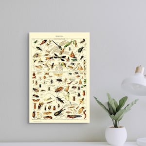 Póster de calidad superior: Impresión científica vintage de 1909 Póster de Adolphe Millot Póster de insectos Ilustraciones de Larousse Arte mural
