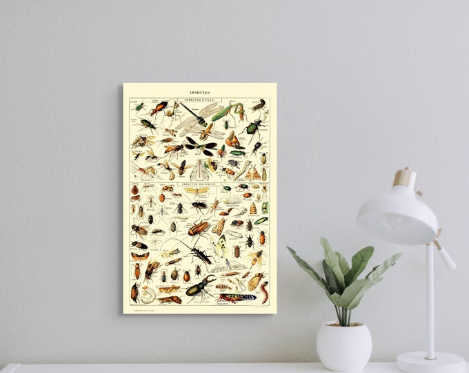 Premium Quality Poster: Vintage Science Print 1909 Adolphe Millot Poster Insect Poster Larousse Illustrations Wall Art