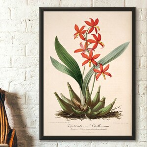 Stampa floreale di Epidendrum - Arte murale botanica vintage per la decorazione della casa, regalo unico