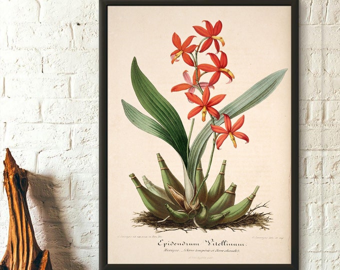 Vintage Flower Print - Vintage Botanical Print Epidendrum Floral Illustration Flower Art Botanical Decor Gift Idea Botanical Wall Art