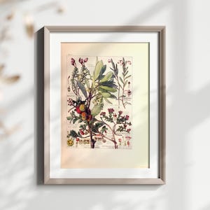 Vintage Botanical Print Wall Art Antique Plant Illustration for Home Decor Floral Garden Artwork