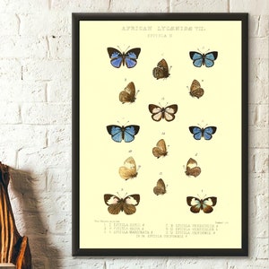 Póster científico vintage de mariposa licántropa africana, ilustración botánica, arte para decoración de oficina