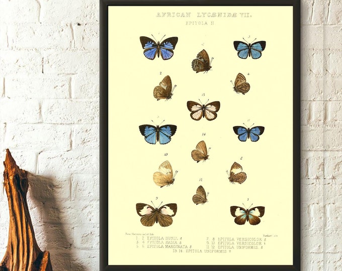 African Lycanide Butterfly Vintage Science Poster  Botanical Illustration Art for Office Decor