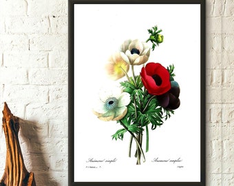 Impression botanique vintage anémone florale - Art floral pour décoration botanique et cadeau - Illustration d'art mural