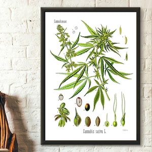 Impresión botánica de cannabis Póster botánico Impresión de cannabis sativa Póster de Cannabid Póster de marihuana Arte mural botánico de Köhler's