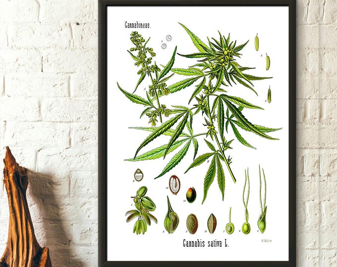 Cannabis Botanical Print Botanical Poster Cannabis Sativa Print Cannabid Poster Weed Poster Botanical Wall Art Köhler's