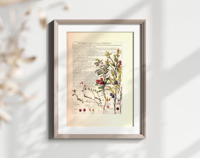 Antique Cranberry Botanical Print Artwork  Vintage Plant Study for Nature Lovers Decor