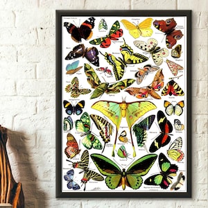 Póster botánico vintage de 1912: Ilustración de mariposa de Adolphe Millot. Idea de regalo para decoración de oficina.
