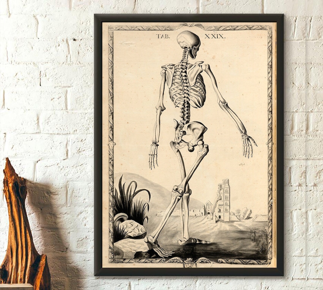 Vintage Anatomical Print John Fotherby 172930 Skeleton Back Medical ...