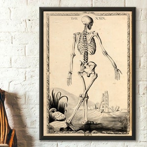 Vintage Anatomical Print John Fotherby 1729–30 Skeleton Back - Medical Wall Art Anatomical Print Medical Gift Idea Birthfay Medical Print