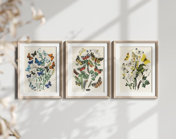 Set of 3 Vintage Butterfly Posters  Botanical Illustration Wall Art  Beautiful Nature Prints