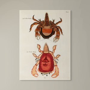 Stampa artistica da parete vintage con granchio di Louis Renard - Poster botanico con pesci per l'arredamento del soggiorno. Opera d'arte marina.