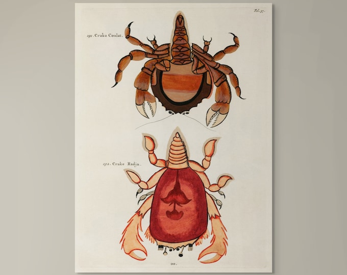 Vintage Crab Print by Louis Renard: Botanical Marine Art