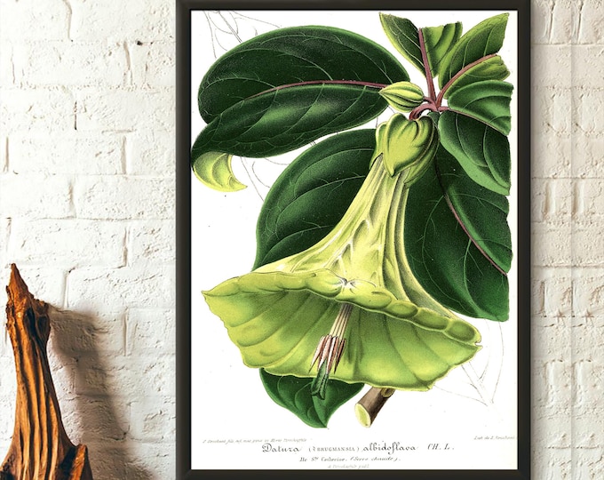 Vintage Flower Print 1957 - Vintage Botanical Print Devil's Trumpets Floral Illustration Flower Art Botanical Decor Gift Idea Botanical Art