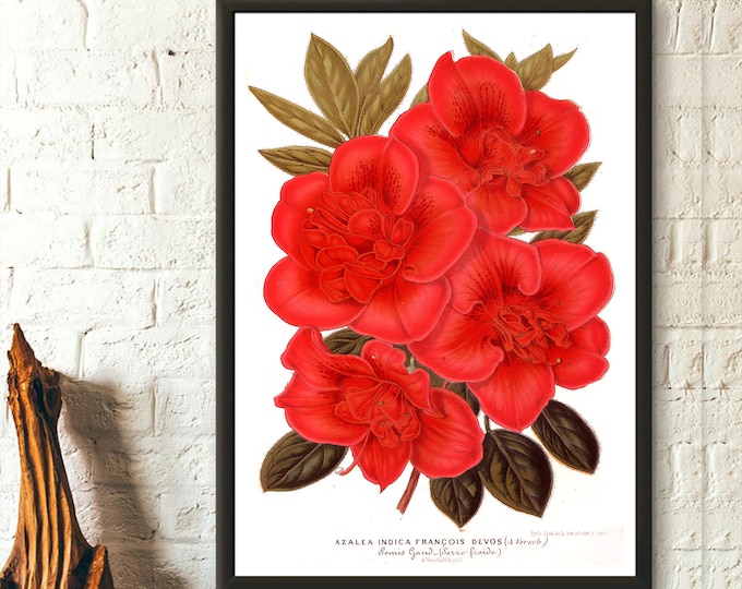 Vintage Botanical Print 1957 Rhododendron Flower Art Floral Illustration Decor