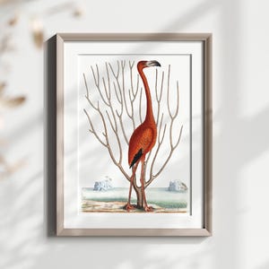 Stampa artistica di fenicotteri, illustrazione di uccelli vintage, decorazione da parete, stampa a tema spiaggia, arte murale costiera, poster di uccelli tropicali, stampa naturalistica