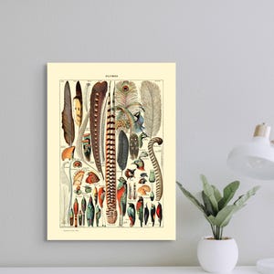 Póster vintage de plumas botánicas de Adolphe Millot, 1909 - Decoración artística de primera calidad