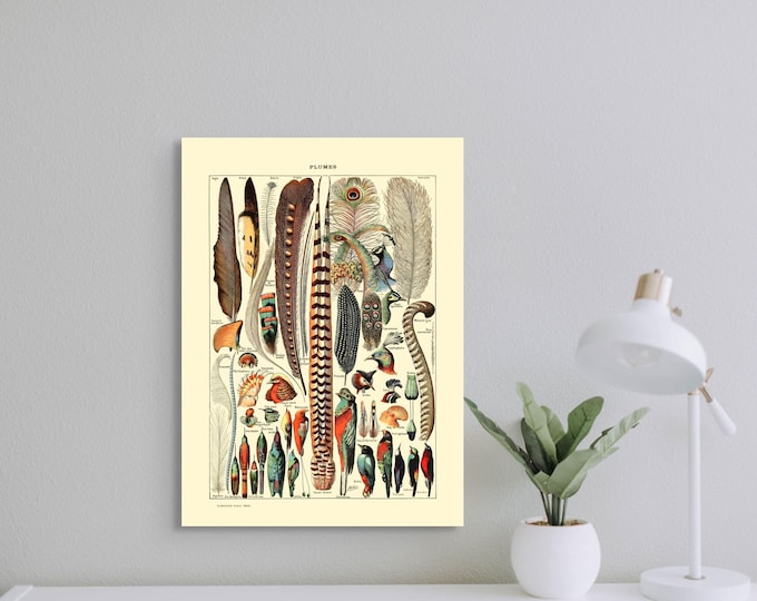 Vintage Feather Botanical Print Poster by Adolphe Millot  1909 - Premium Quality Art Décor