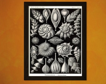 Meer Shell Druck 1904 - Ernst Haeckel Poster Vintage Home Dekoration Ozean nautischen Print Meer Leben am Meer Stil Marine Kunst