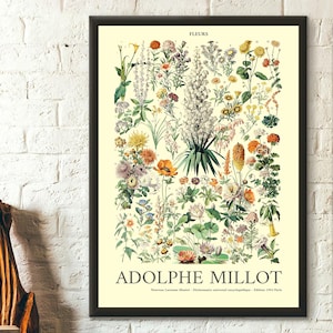Póster de calidad superior: Impresión de flores Póster de Adolphe Millot Decoración de cocina Impresión botánica Reproducción de arte Arte de pared