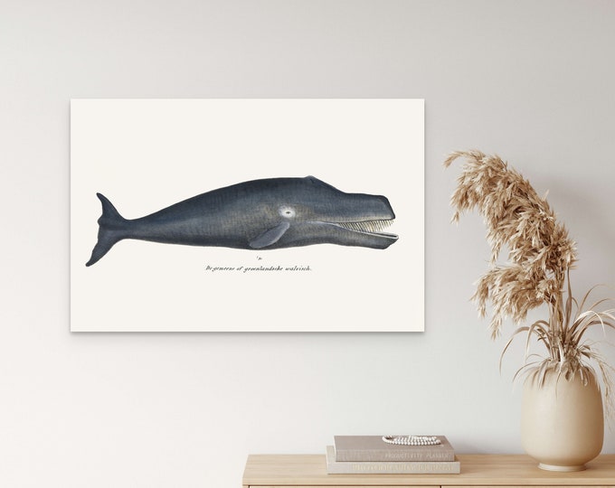 Antique Bowhead Whale Poster  Premium Quality Marine Wall Art Print  Retro Educational Decor