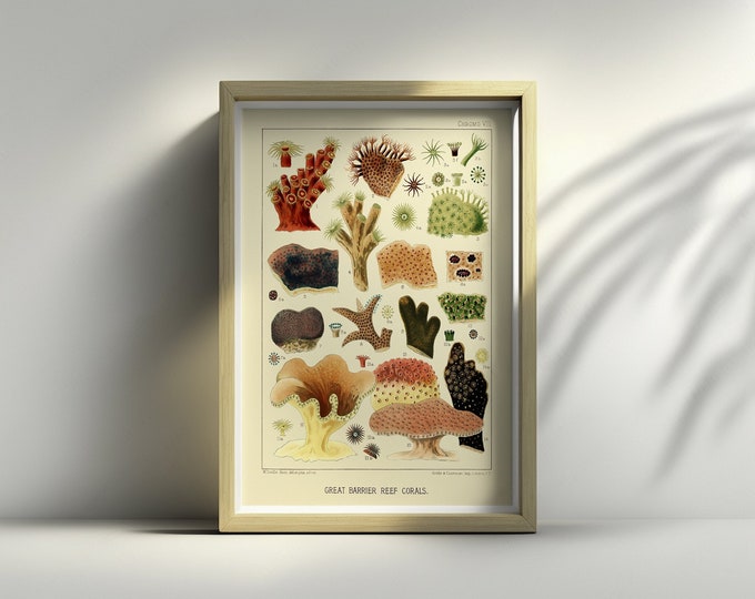 Vintage 1893 Great Barrier Reef Print Wall Art  Create Your Own Set  Australian Reef Poster