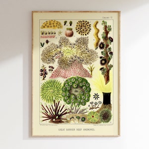 Póster de la Gran Barrera de Coral de primera calidad, vintage de 1893, arte mural marino.