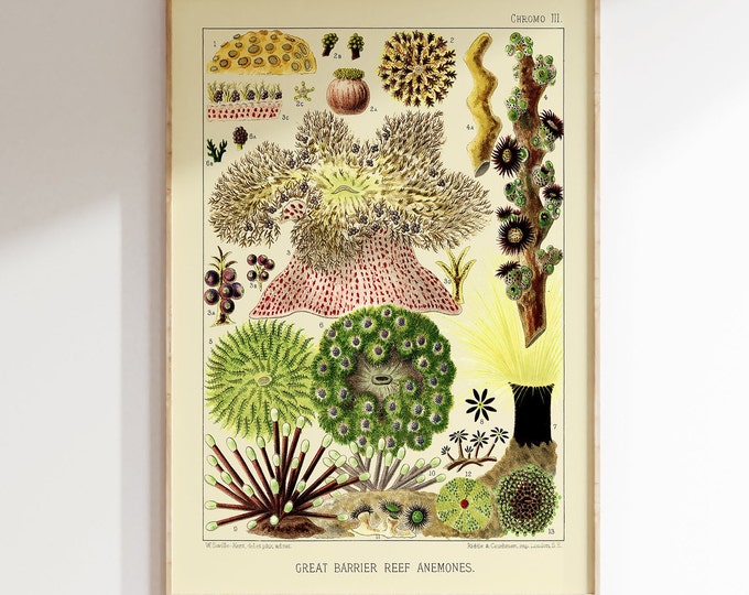 Premium Quality Great Barrier Reef Poster Vintage 1893 Sea Life Wall Art