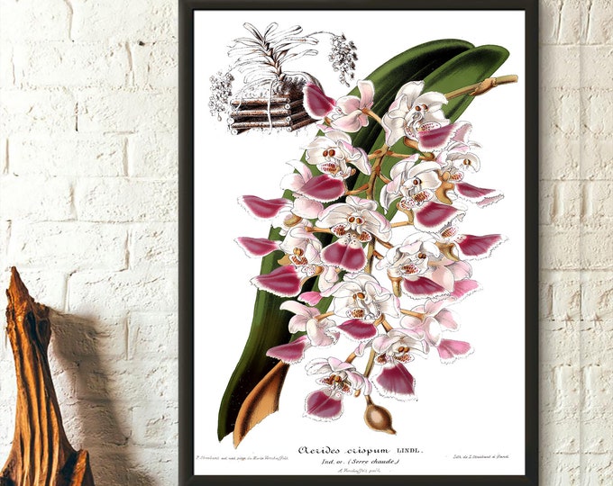 Vintage Flower Print - Vintage Botanical Print Orchid Aerides Crispa Floral Illustration Flower Art Botanical Decor Gift Idea Botanical Art