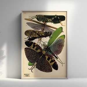 Póster vintage de polilla de langosta, impresión botánica premium de ilustraciones de insectos de principios del siglo XX